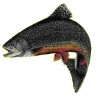 fische.gif (13357 Byte)
